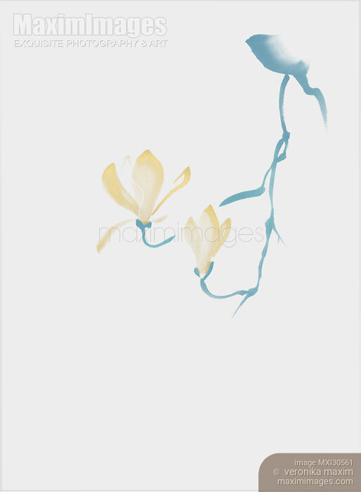 Elegant magnolia branch with flowers Zen style illustration design in blue gray and gold colors Stock image of Elegant magnolia branch with flowers Zen style illustration design in blue gray and gold colors Buy commercial use license at MaximImages