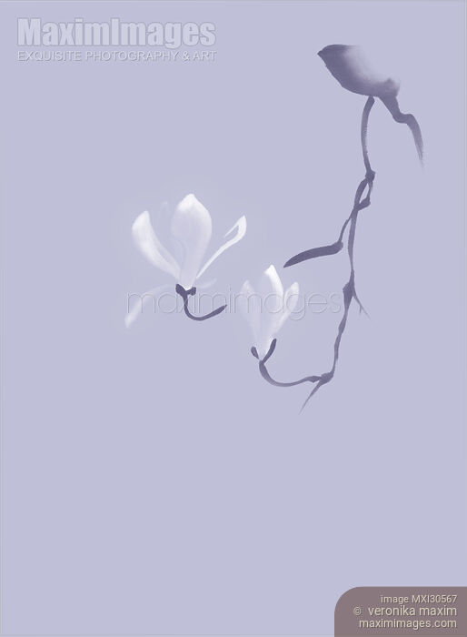 Elegant magnolia branch with two blooming flowers Zen style illustration design in lavender purple colors Stock image of Elegant magnolia branch with two blooming flowers Zen style illustration design in lavender purple colors Buy commercial use license at MaximImages