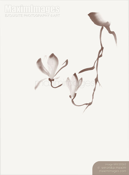 Elegant magnolia branch with two flowers sumi Zen style illustration design in light beige off-white color Stock image of Elegant magnolia branch with two flowers sumi Zen style illustration design in light beige off-white color Buy commercial use license at MaximImages