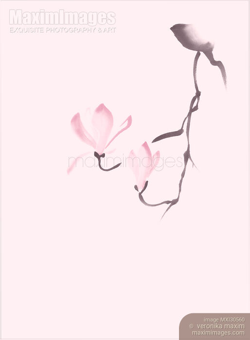 Stock image of Elegant magnolia branch with two pink flowers artistic Zen style illustration design Buy commercial use license at MaximImages