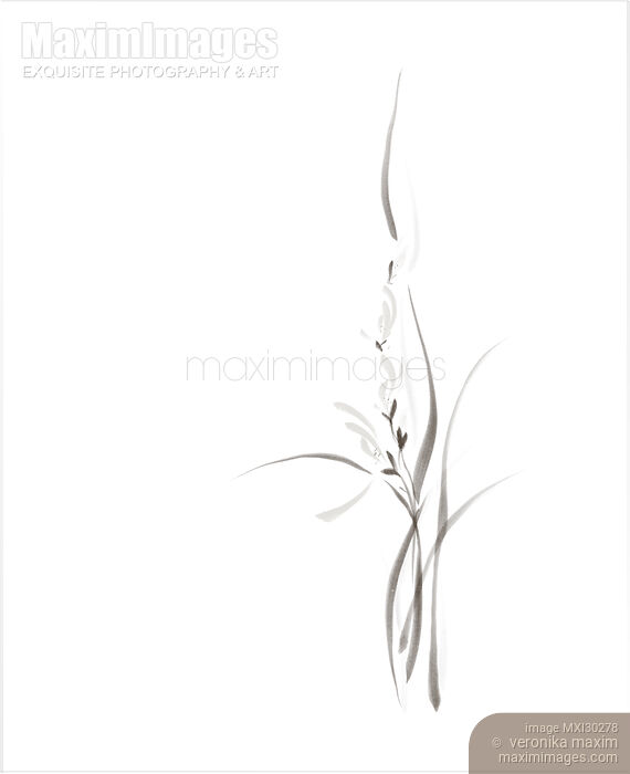 Elegant orchid flowers artistic floral black and white design Stock image of Elegant orchid flowers artistic floral black and white design Buy commercial use license at MaximImages