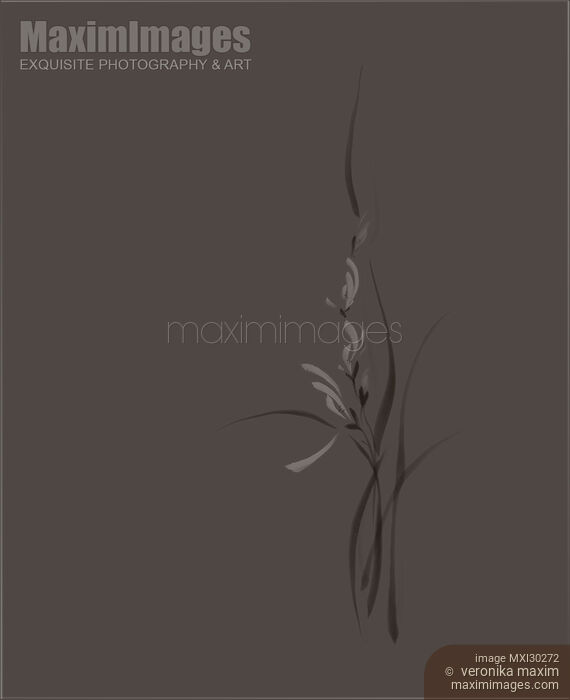 Elegant orchid flowers artistic floral design on warm gray background Stock image of Elegant orchid flowers artistic floral design on warm gray background Buy commercial use license at MaximImages