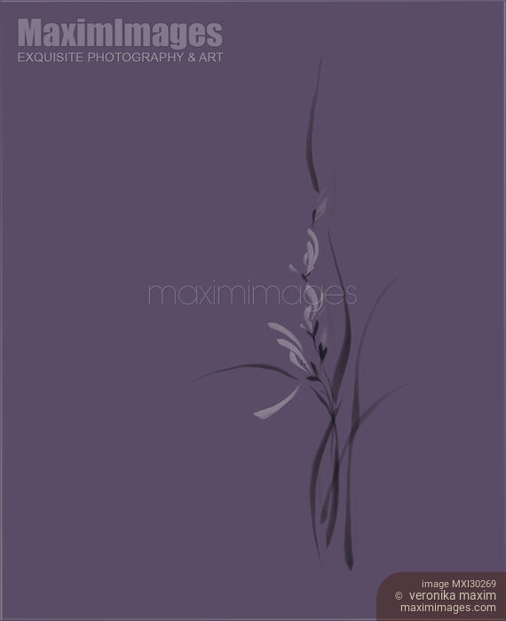 Elegant orchid flowers artistic intricate floral design on purple background Stock image of Elegant orchid flowers artistic intricate floral design on purple background Buy commercial use license at MaximImages