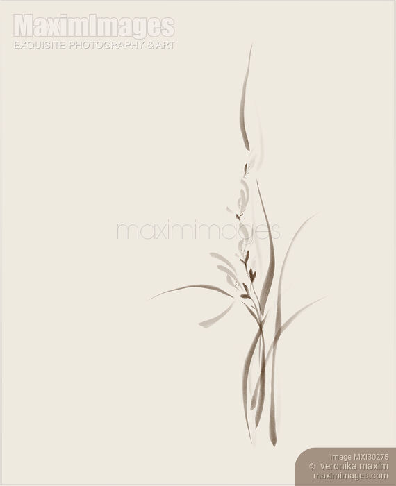 Stock image of Elegant simplistic orchid flowers artistic floral design on light ivory background Buy commercial use license at MaximImages