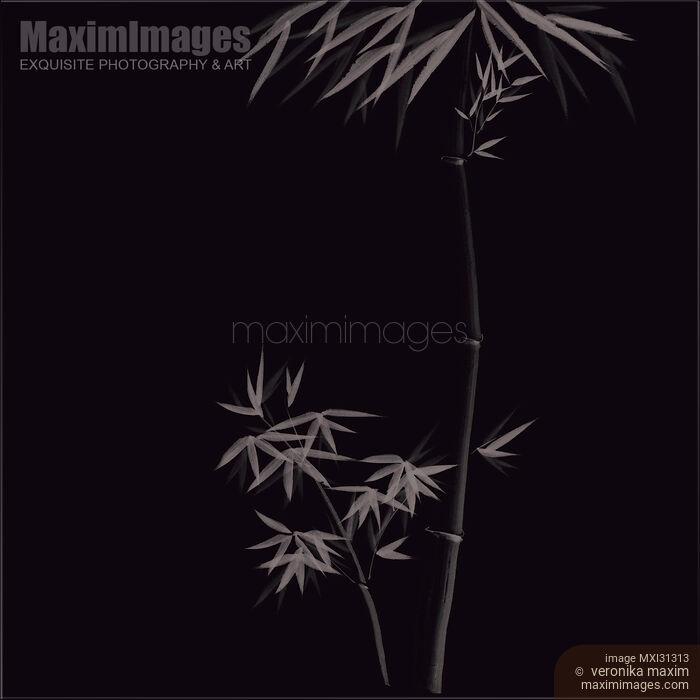 Elegant stylish Zen design of Bamboo stalks and leaves grey illustration on black background Stock image of Elegant stylish Zen design of Bamboo stalks and leaves grey illustration on black background Buy commercial use license at MaximImages