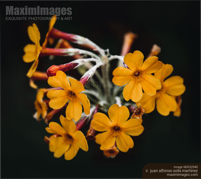 Exotic wild yellow flowers Moody floral still life on black Stock photo of Exotic wild yellow flowers Moody floral still life on black Buy commercial use license at MaximImages