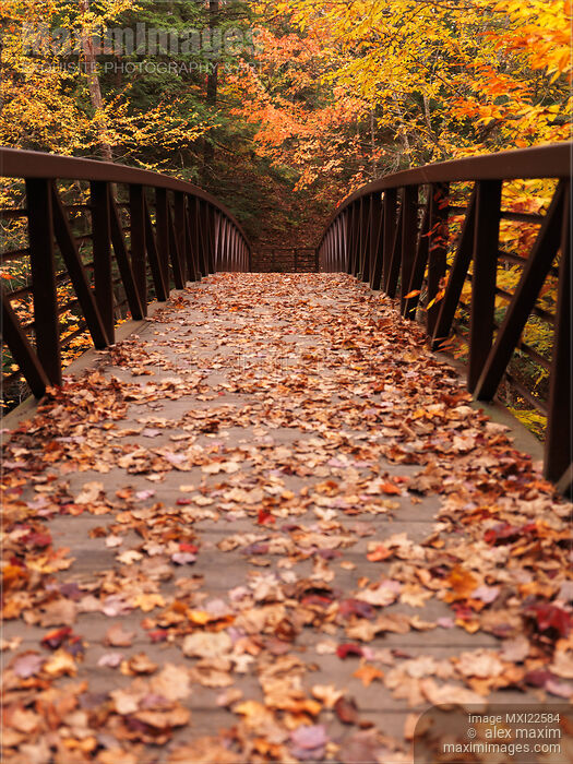 Stock photo of Fall Nature Scenery of a Bridge Buy commercial use license at MaximImages
