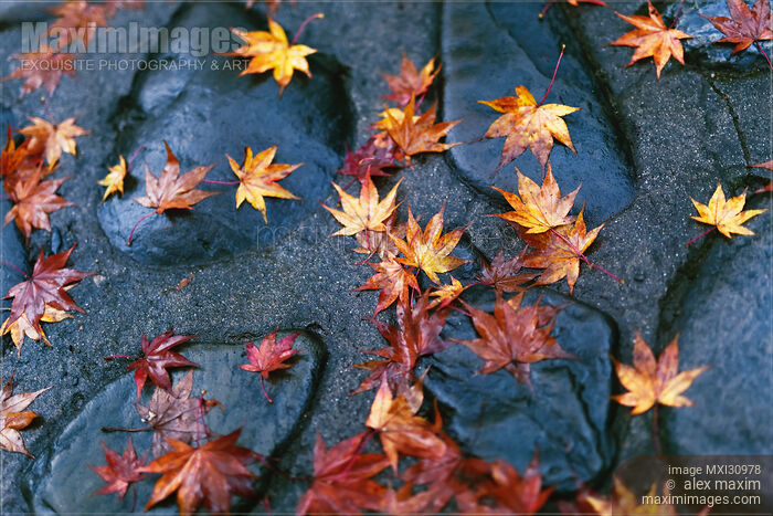 Fallen yellow Japanese maple leaves on shiny wet stones after a rain Stock photo of Fallen yellow Japanese maple leaves on shiny wet stones after a rain Buy commercial use license at MaximImages