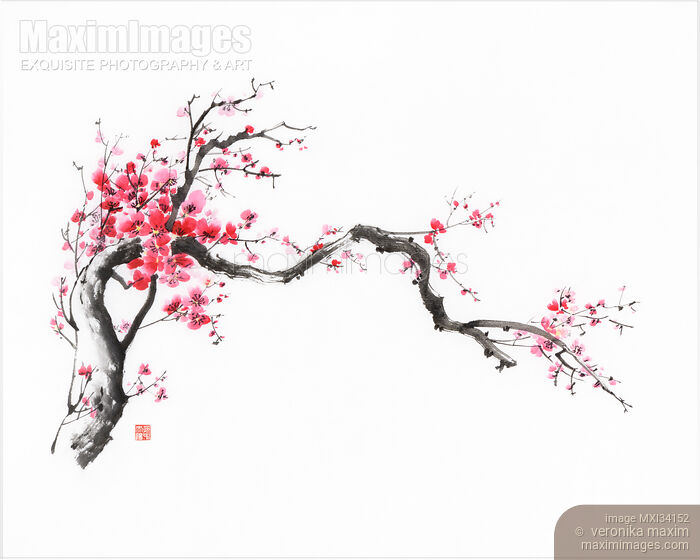 Stock image of Fine art Sumi-e ink painting of a crooked blossoming sakura branch with red flowers Buy commercial use license at MaximImages