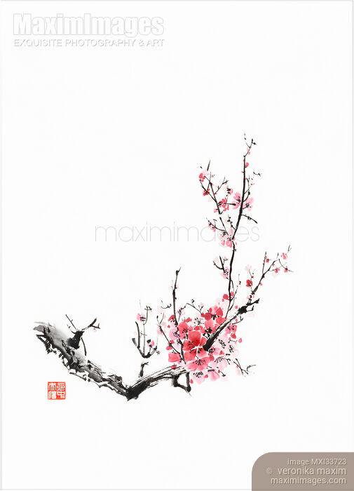 Stock image of Fine art Sumi-e painting of a plum blossom branch with pink flowers Buy commercial use license at MaximImages