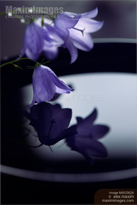 Fine art Zen still life of little purple bellflowers touching water in a bowl in moonlight Stock photo of Fine art Zen still life of little purple bellflowers touching water in a bowl in moonlight Buy commercial use license at MaximImages