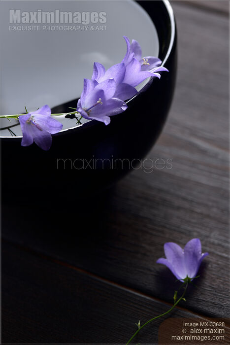 Fine art Zen still life of purple bellflowers in a black water bowl Stock photo of Fine art Zen still life of purple bellflowers in a black water bowl Buy commercial use license at MaximImages