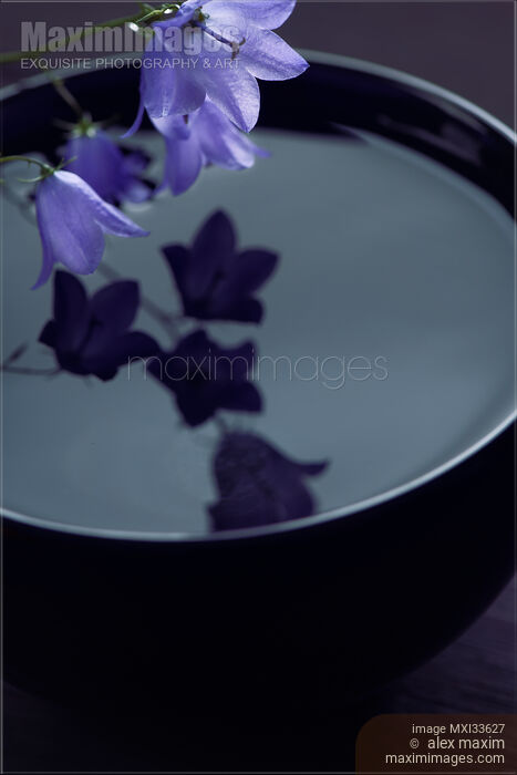 Fine art Zen still life of purple bellflowers touching water in a bowl in moonlight Stock photo of Fine art Zen still life of purple bellflowers touching water in a bowl in moonlight Buy commercial use license at MaximImages