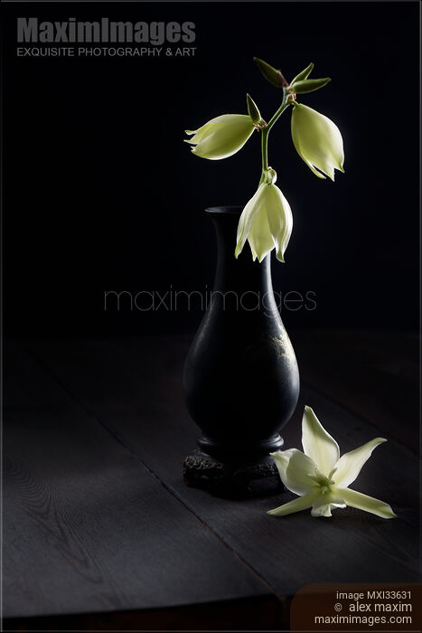 Fine art Zen still life of white Yucca flowers in antique vase on black table Stock photo of Fine art Zen still life of white Yucca flowers in antique vase on black table Buy commercial use license at MaximImages
