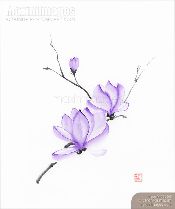 Stock image of Fine art Zen sumi-e illustration of a magnolia branch with purple flowers Buy commercial use license at MaximImages