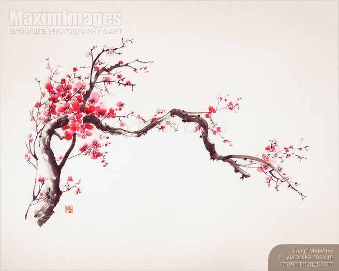Stock image of Fine art Zen Sumi-e painting of a crooked blossoming sakura branch with red flowers on ivory paper background Buy commercial use license at MaximImages