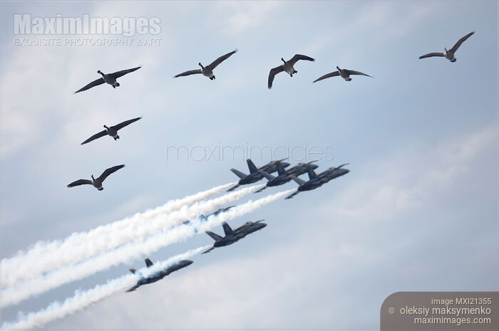 Stock photo of Flock of Canada Geese at Air Show Buy commercial use license at MaximImages