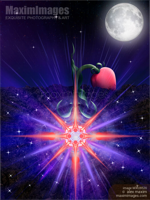 Flower rising from the soil with blossom in its root underground Stock image of Flower rising from the soil with blossom in its root underground Buy commercial use license at MaximImages