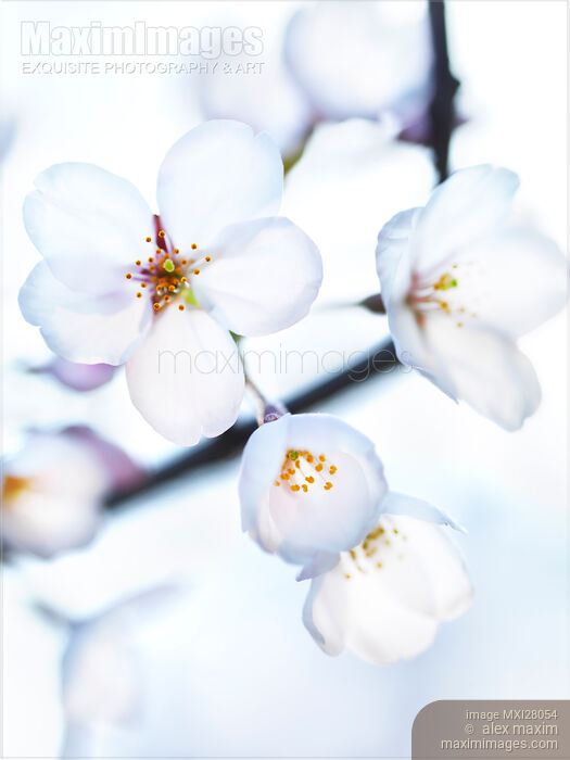 Stock photo of Flowers of Japanese cherry blossom Buy commercial use license at MaximImages