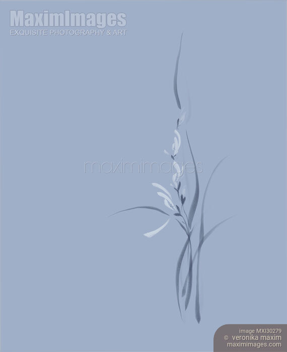 Stock image of Flowers of orchids artistic floral design on blue background Buy commercial use license at MaximImages
