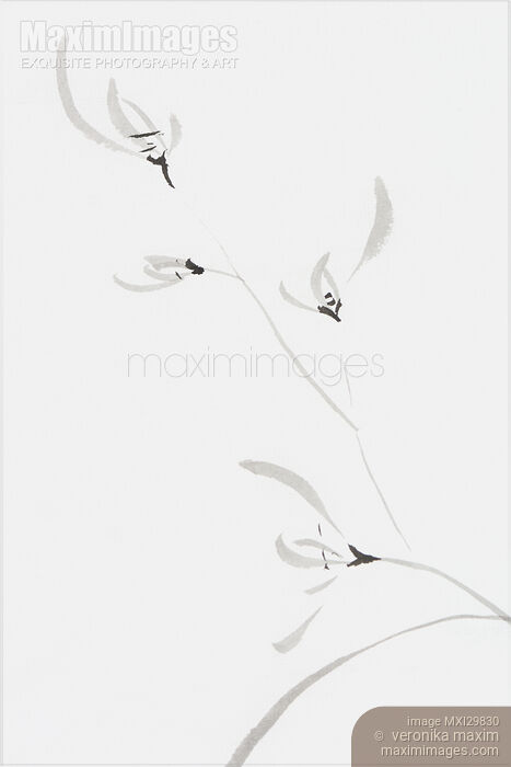Stock image of Flowers of wild orchids Japanese Sumie Zen floral monochrome fine art painting Buy commercial use license at MaximImages