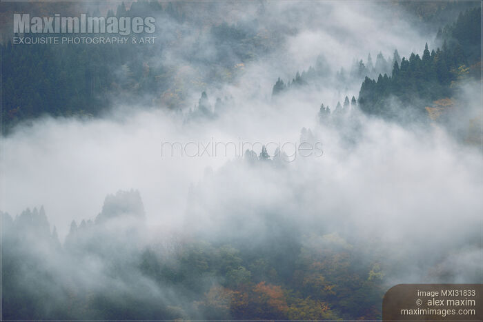 Stock photo of Fog covered mountain forest abstract nature scenery Toyama Japan Buy commercial use license at MaximImages
