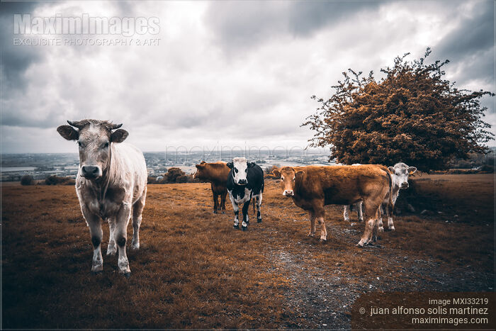 Free-range cows at a farm cattle pasture field Stock photo of Free-range cows at a farm cattle pasture field Buy commercial use license at MaximImages