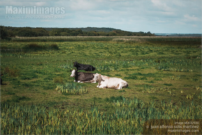 Stock photo of Free range cows resting in the grass of a farm field in Ireland Buy commercial use license at MaximImages
