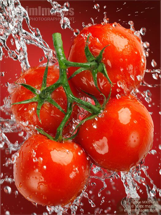 Stock photo of Fressh juicy tomatoes in a splash of water Buy commercial use license at MaximImages