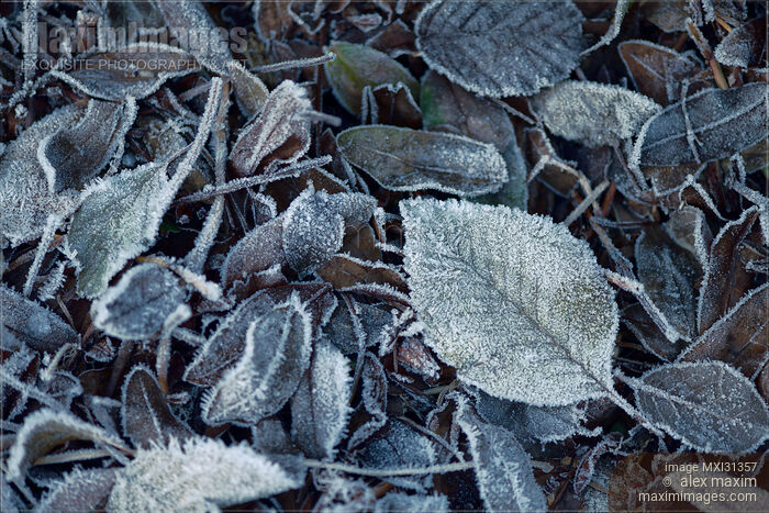 Stock photo of Frost covered fallen leaves in the winter cold Buy commercial use license at MaximImages