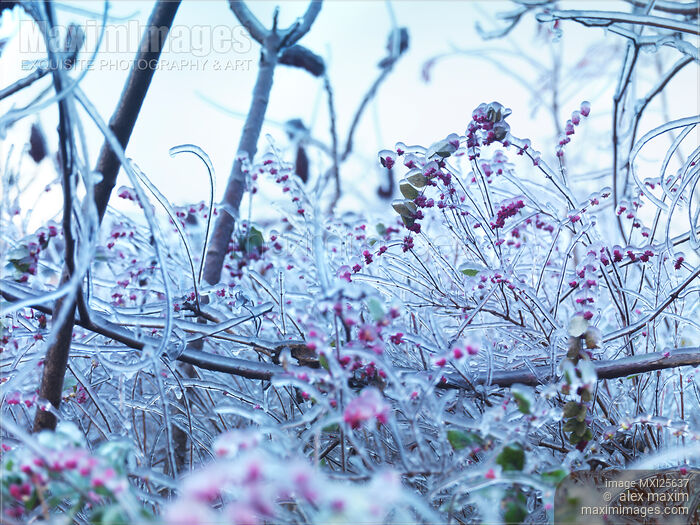 Stock photo of Frozen in ice nature Buy commercial use license at MaximImages