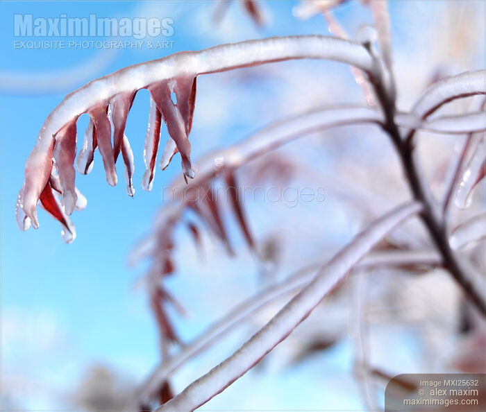 Stock photo of Frozen tree with red leaves against blue sky Buy commercial use license at MaximImages