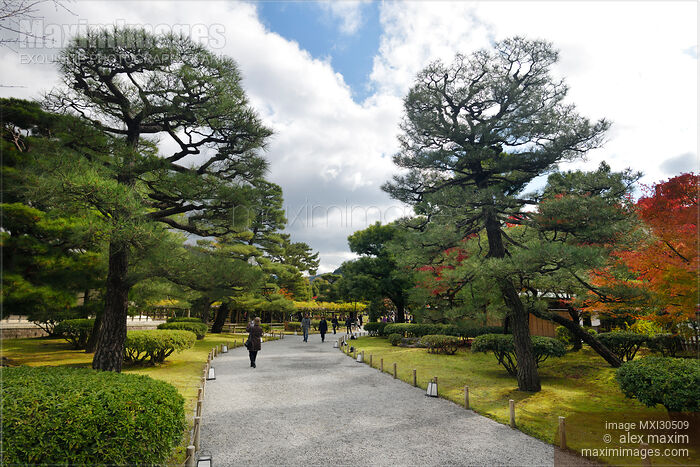 Stock photo of Garden with old black pine trees at Byodo-in temple in Uji Japan Buy commercial use license at MaximImages