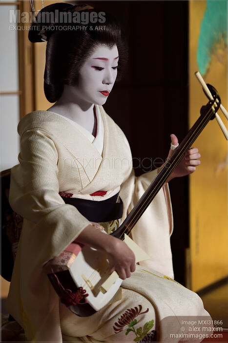 Stock photo of Geisha Geiko playing Shamisen traditional Japanese musical instrument Buy commercial use license at MaximImages