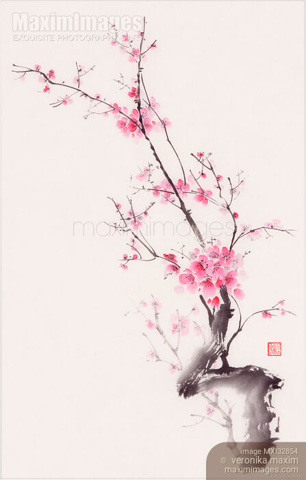 Stock image of Gentle pink sakura blossom branch Japanese Zen style fine art sumi-e painting Buy commercial use license at MaximImages