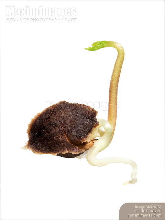 Germinated seed of Moringa Oleifera plant Stock photo of Germinated seed of Moringa Oleifera plant Buy commercial use license at MaximImages