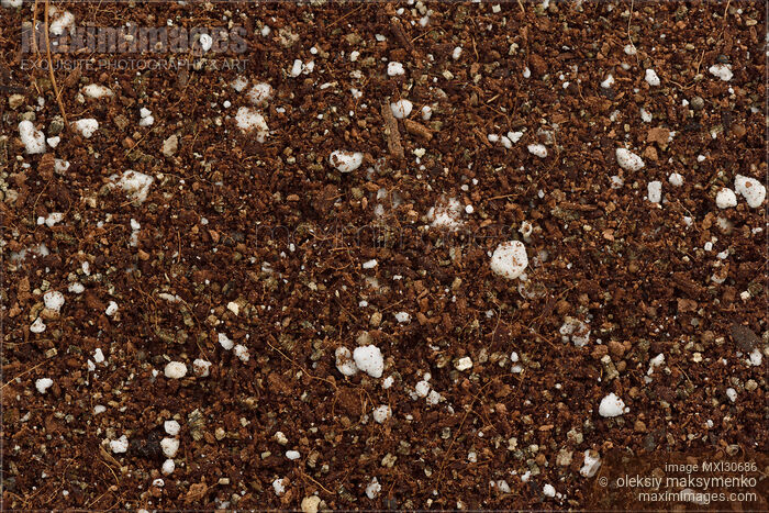 Stock photo of Germination media or soilless growing potting mix of coconut coir vermiculite and perlite closeup of texture of particles Buy commercial use license at MaximImages