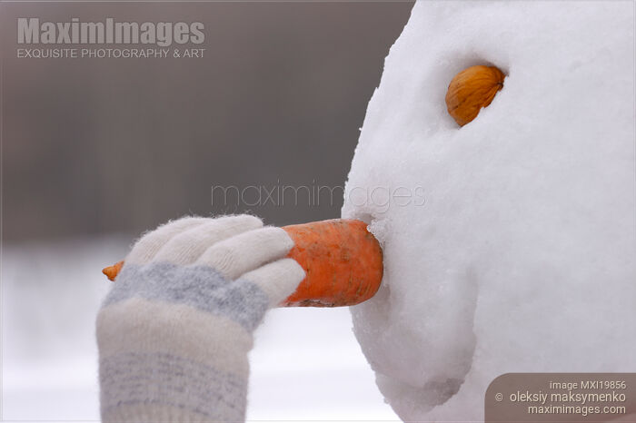 Girl inserting snowman carrot nose Stock photo of Girl inserting snowman carrot nose Buy commercial use license at MaximImages