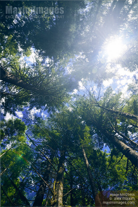 Stock photo of Glowing sunlight through Douglas Fir tree tops Buy commercial use license at MaximImages