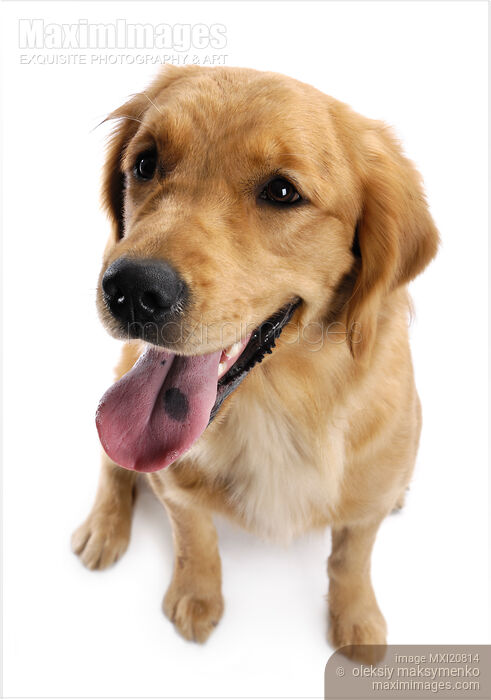 Golden Retriever Stock photo of Golden Retriever Buy commercial use license at MaximImages