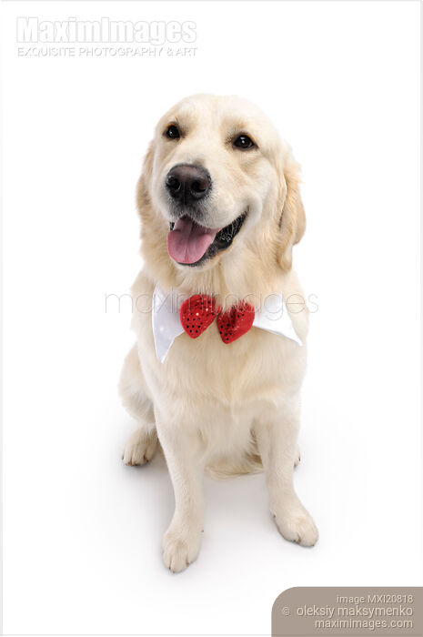 Stock photo of Golden Retriever Buy commercial use license at MaximImages