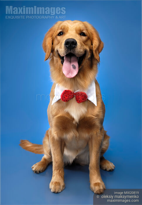 Stock photo of Golden Retriever Buy commercial use license at MaximImages