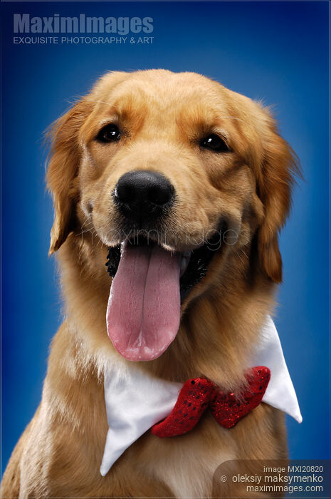Stock photo of Golden Retriever Buy commercial use license at MaximImages