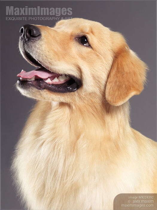 Golden Retriever Stock photo of Golden Retriever Buy commercial use license at MaximImages