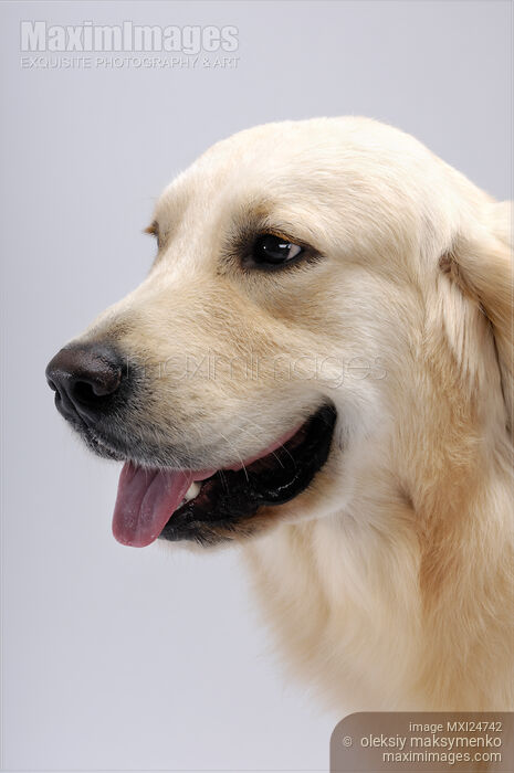 Stock photo of Golden Retriever Buy commercial use license at MaximImages