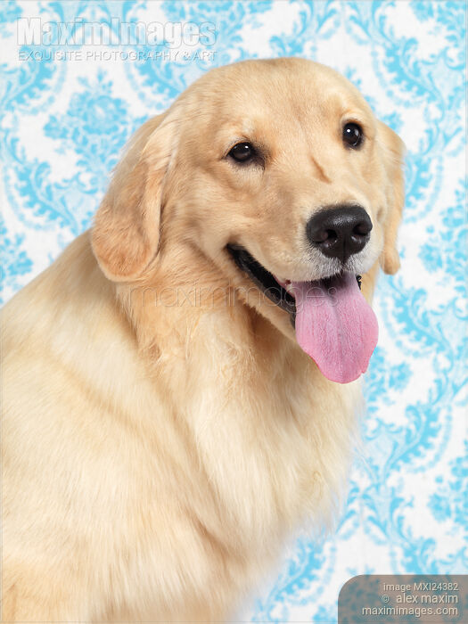 Stock photo of Golden Retriever artistic portrait Buy commercial use license at MaximImages