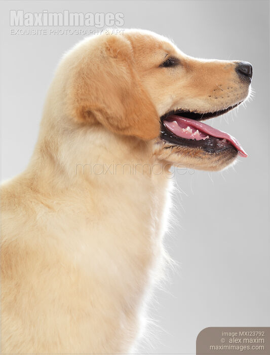 Golden Retriever Dog Puppy Side Profile Stock photo of Golden Retriever Dog Puppy Side Profile Buy commercial use license at MaximImages