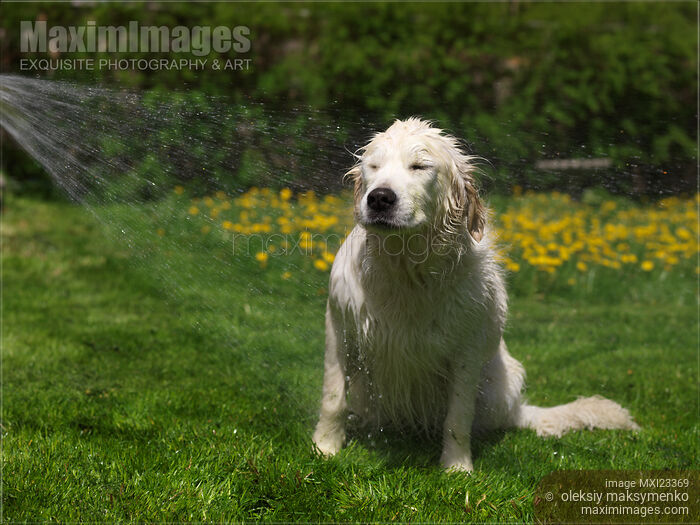 Stock photo of Golden Retriever Having a Bath Buy commercial use license at MaximImages