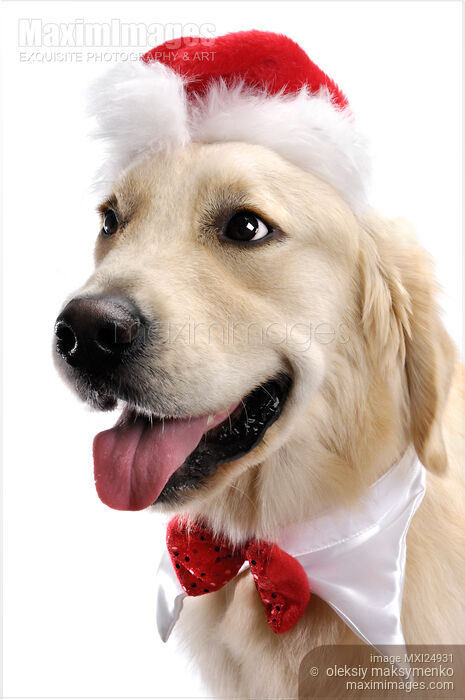 Stock photo of Golden Retriever in Santa Hat Buy commercial use license at MaximImages