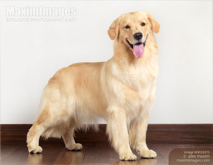 Stock photo of Golden Retriever indoors Buy commercial use license at MaximImages